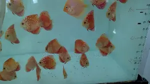 Red Panda Discus Fish