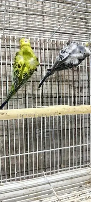 Helicopter Love Bird