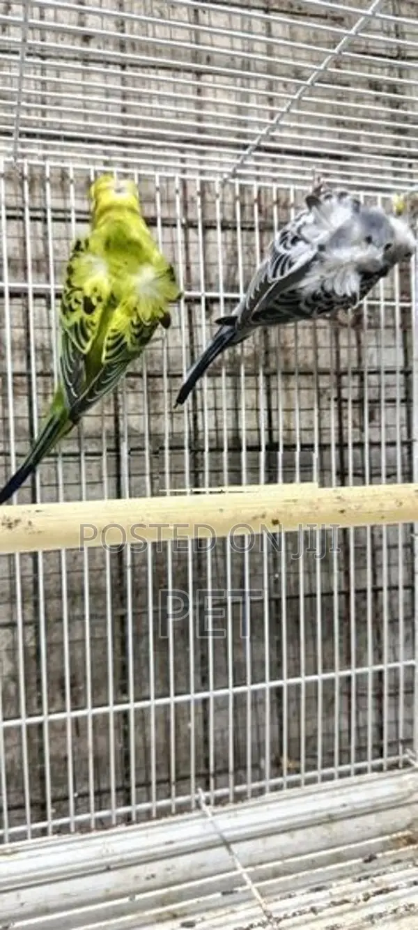 Helicopter Love Bird
