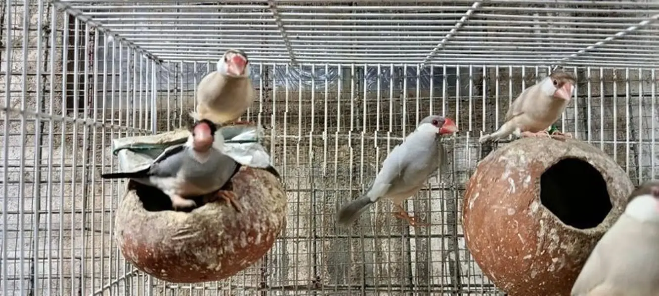Java 12 Breeding Pairs
