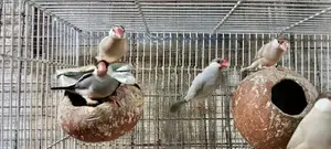 Java 12 Breeding Pairs