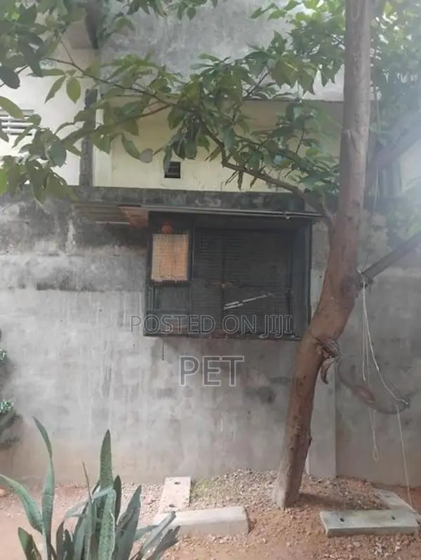 sunconya bringing pair with egg