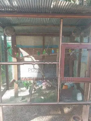 Love Birds with Cage