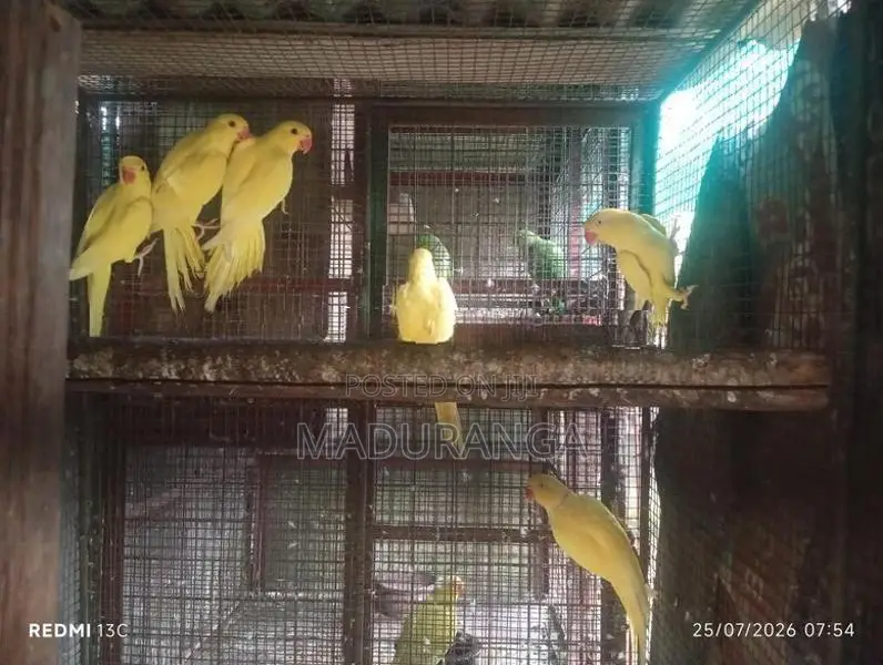 Yellow Parrot