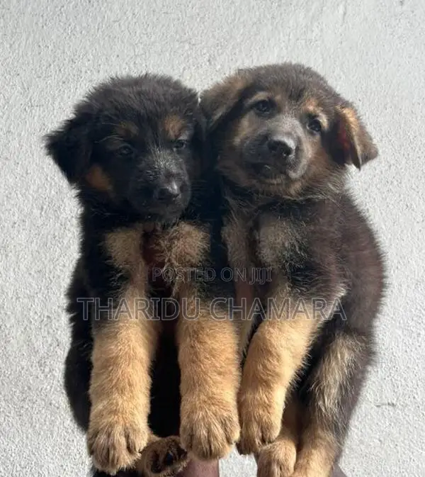 German Shepherd Puppies
