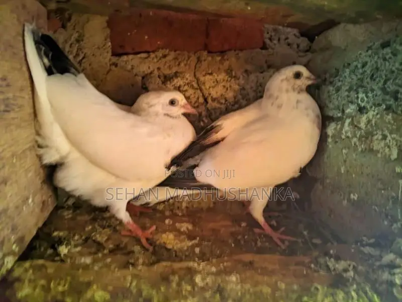 pigeon