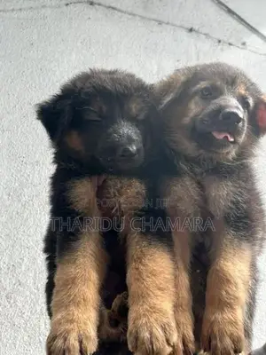 German Shepherd Puppies