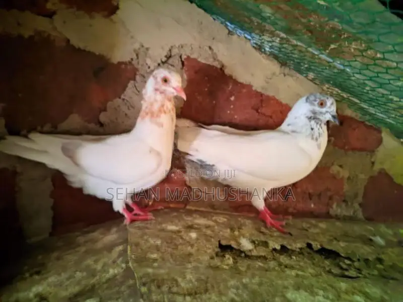 pigeon