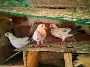 pigeon