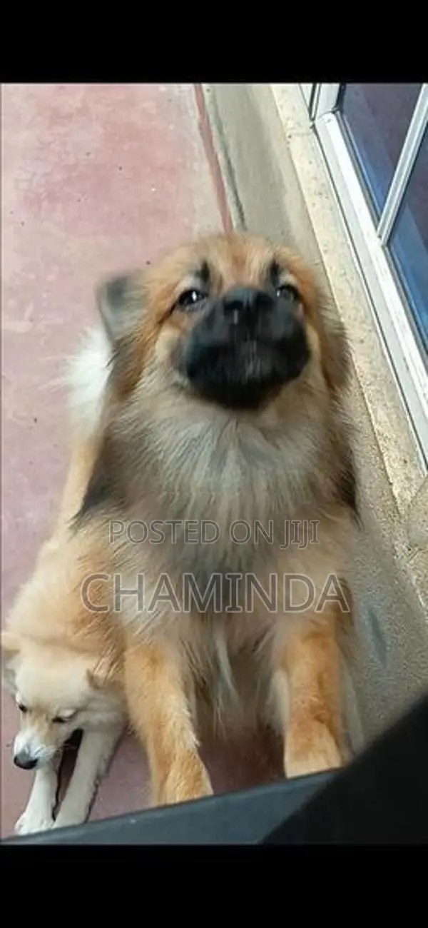 Lion Pomernarian Dogs