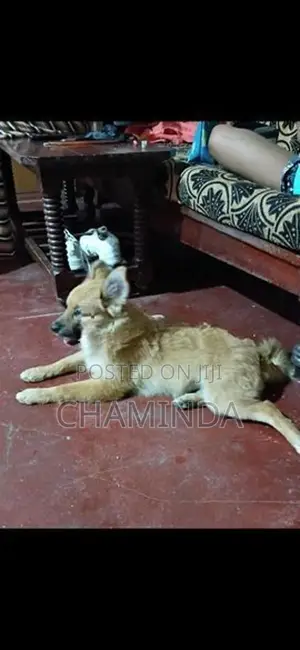 Lion Pomernarian Dogs