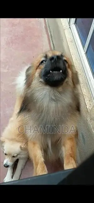 Lion Pomernarian Dogs