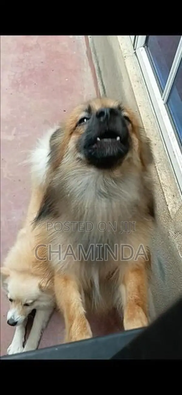 Lion Pomernarian Dogs