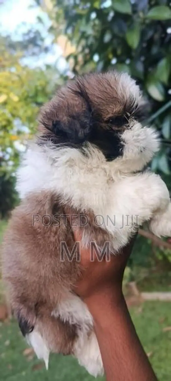 shih tzu