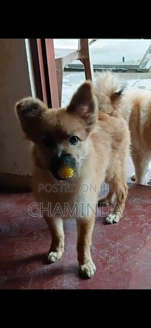 Lion Pomernarian Dogs
