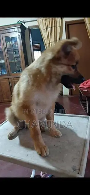 Lion Pomernarian Dogs
