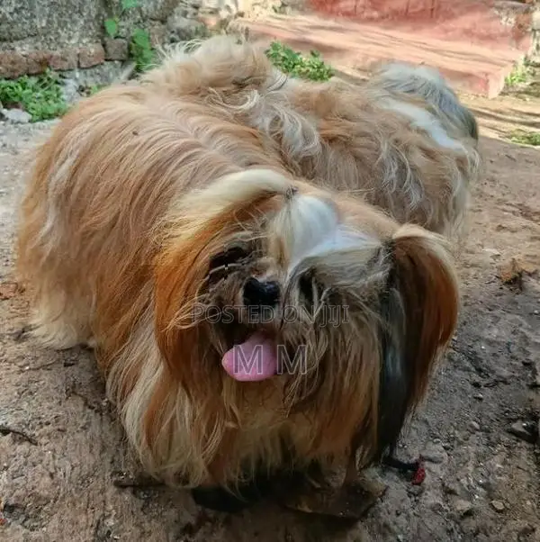 shih tzu