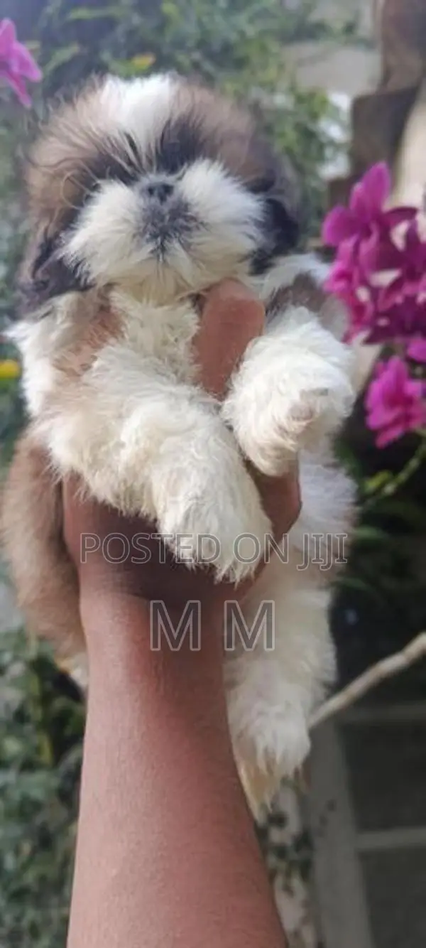 shih tzu