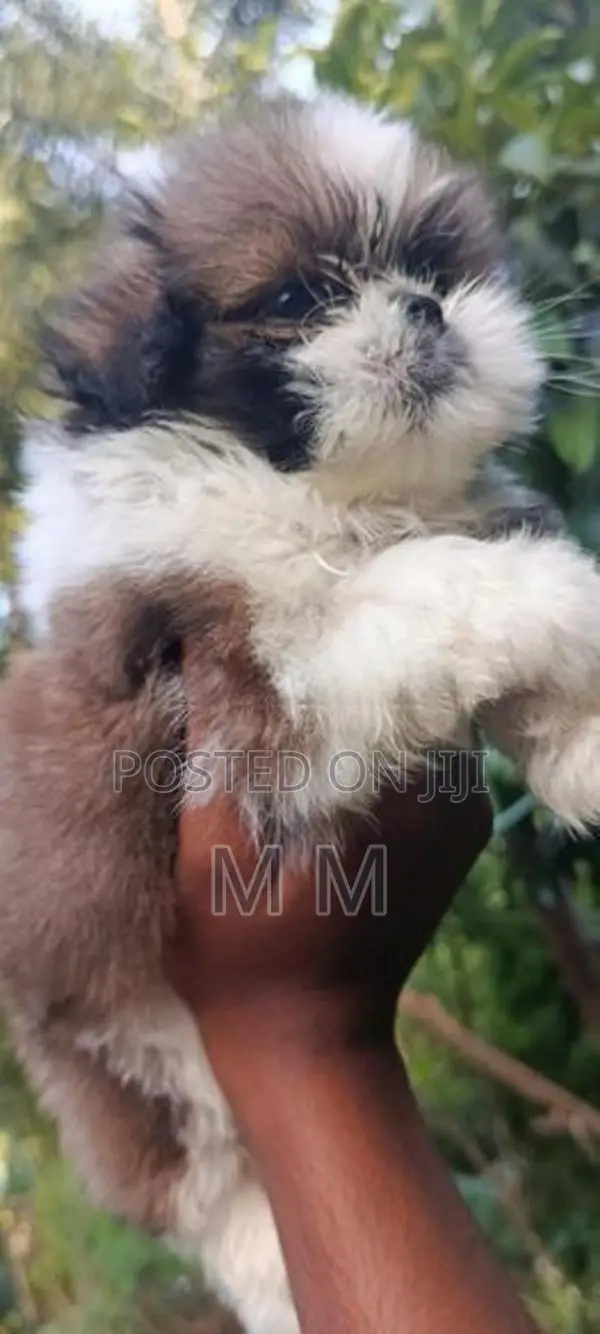 shih tzu