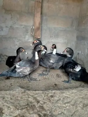 Farm Ducks