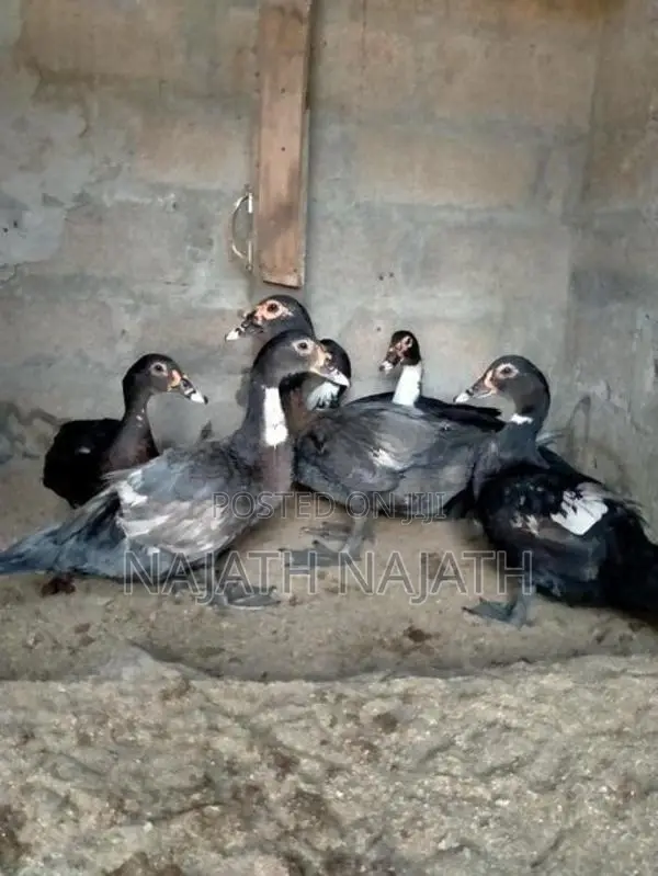 Farm Ducks