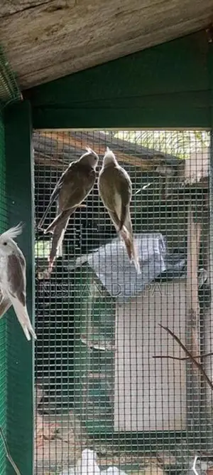 කෝකටේල්