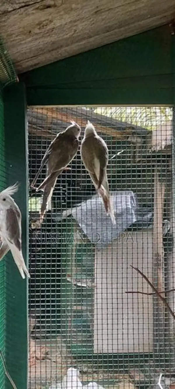 කෝකටේල්
