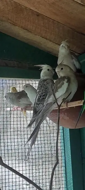 කෝකටේල්