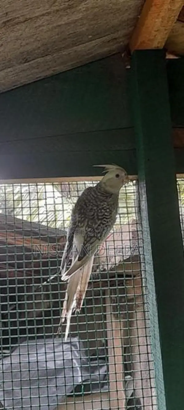 කෝකටේල්