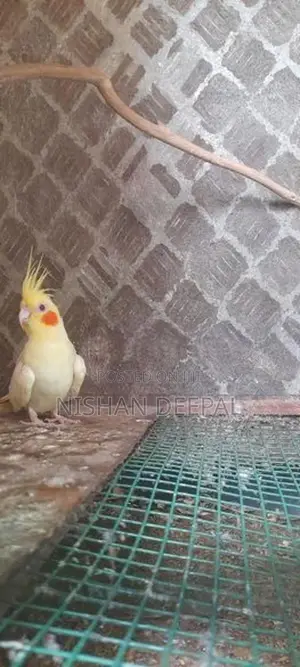 කෝකටේල්