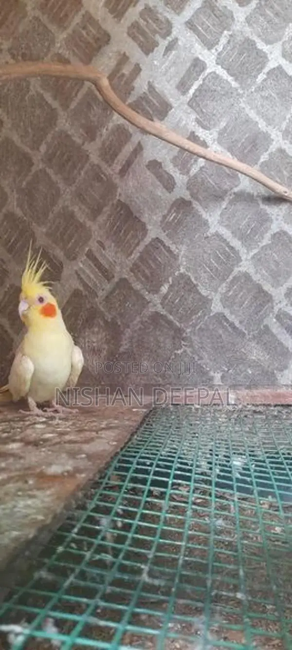 කෝකටේල්
