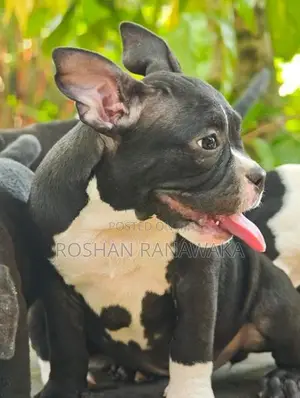 American Bully