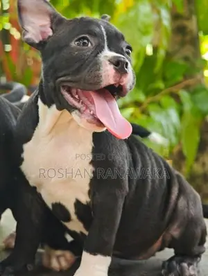 American Bully