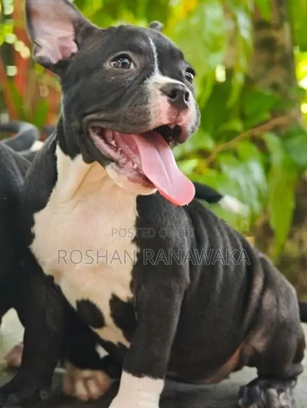 American Bully