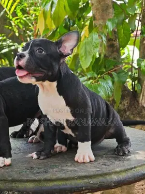 American Bully