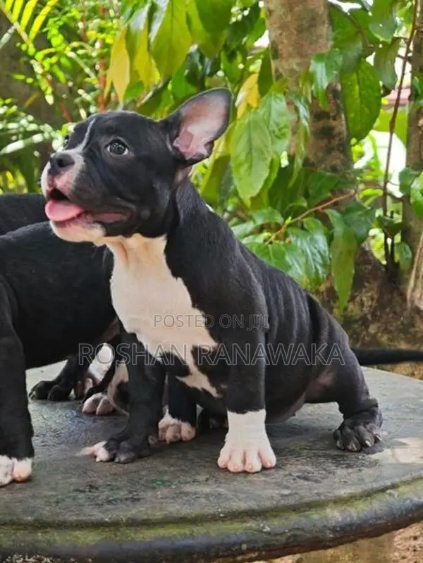 American Bully