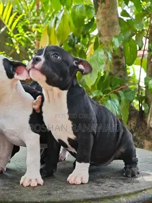 American Bully