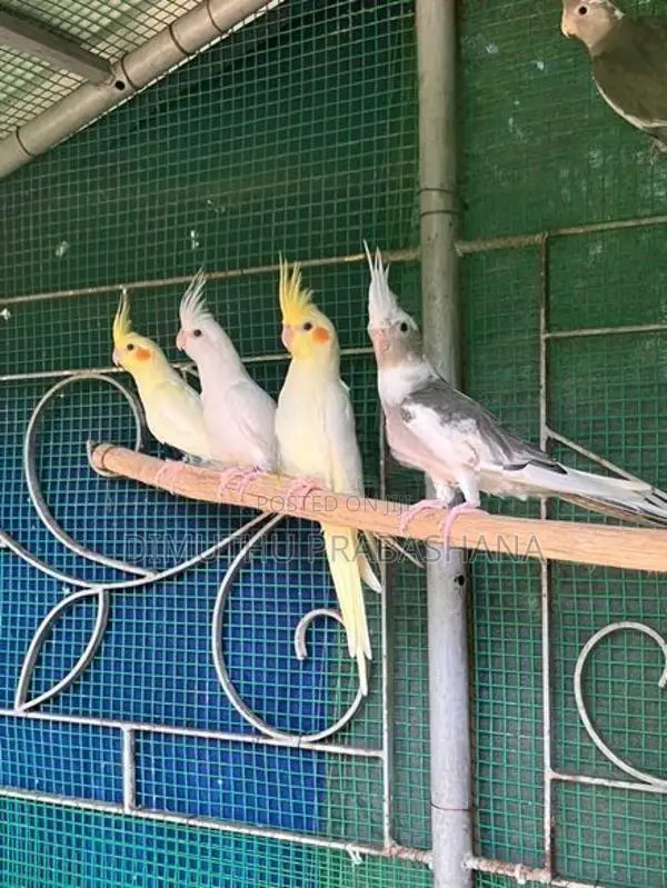 cockatiel Birds