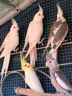 cockatiel Birds