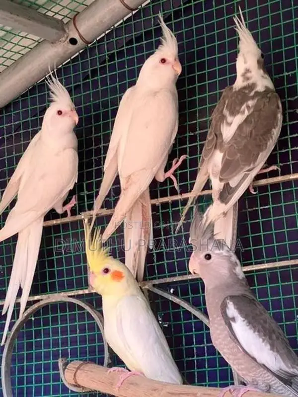 cockatiel Birds