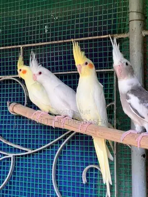 cockatiel Birds