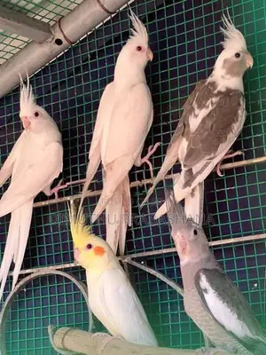 cockatiel Birds