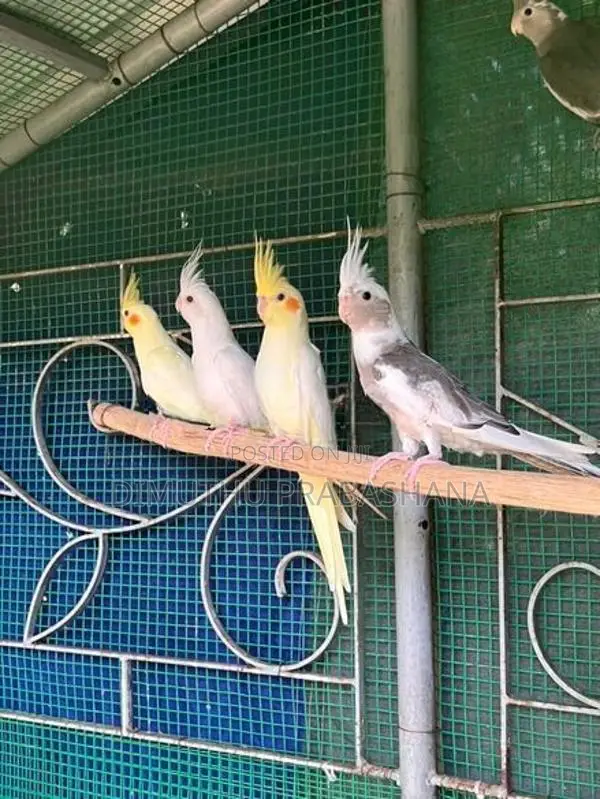 cockatiel Birds