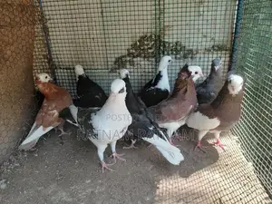 Pigeon