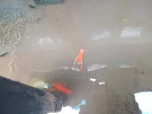 crayfish