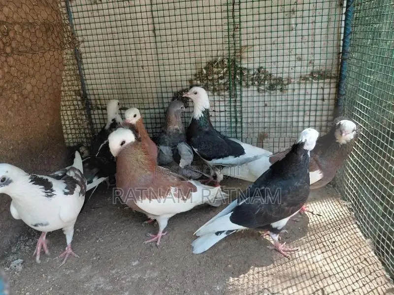 Pigeon