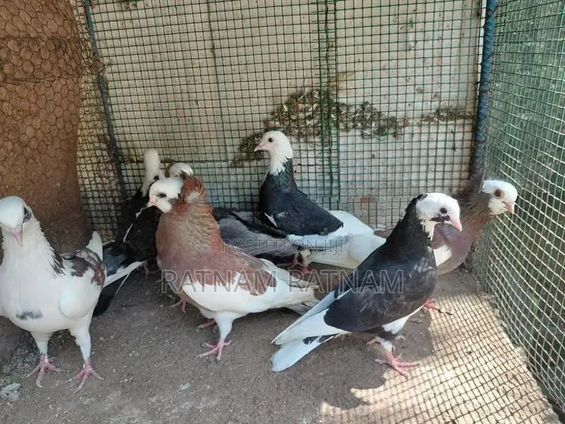 Pigeon