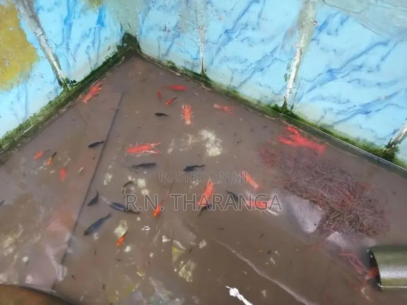 crayfish