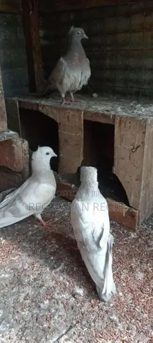 Pigeon