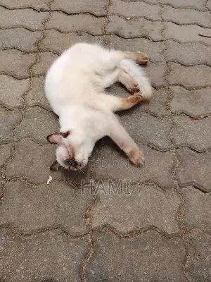 Himalayan Male Cat